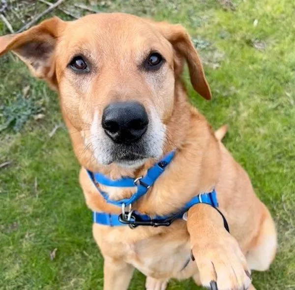 Sweet Potato thumbnail 6