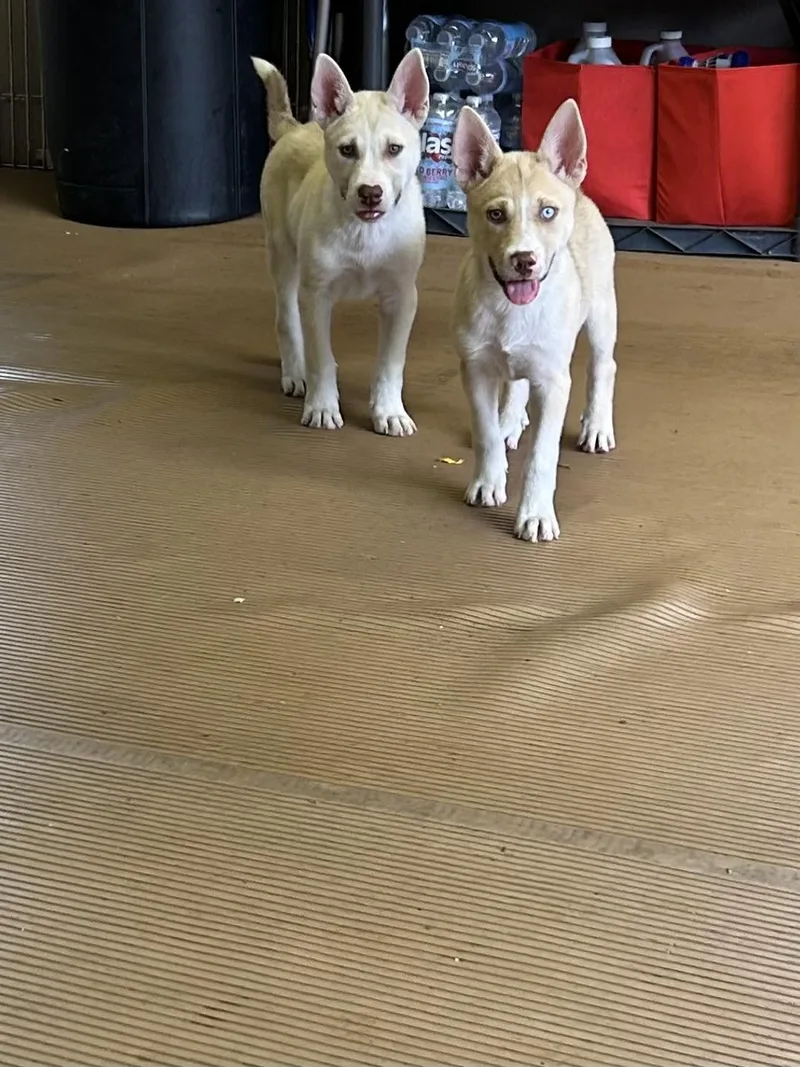 Nova