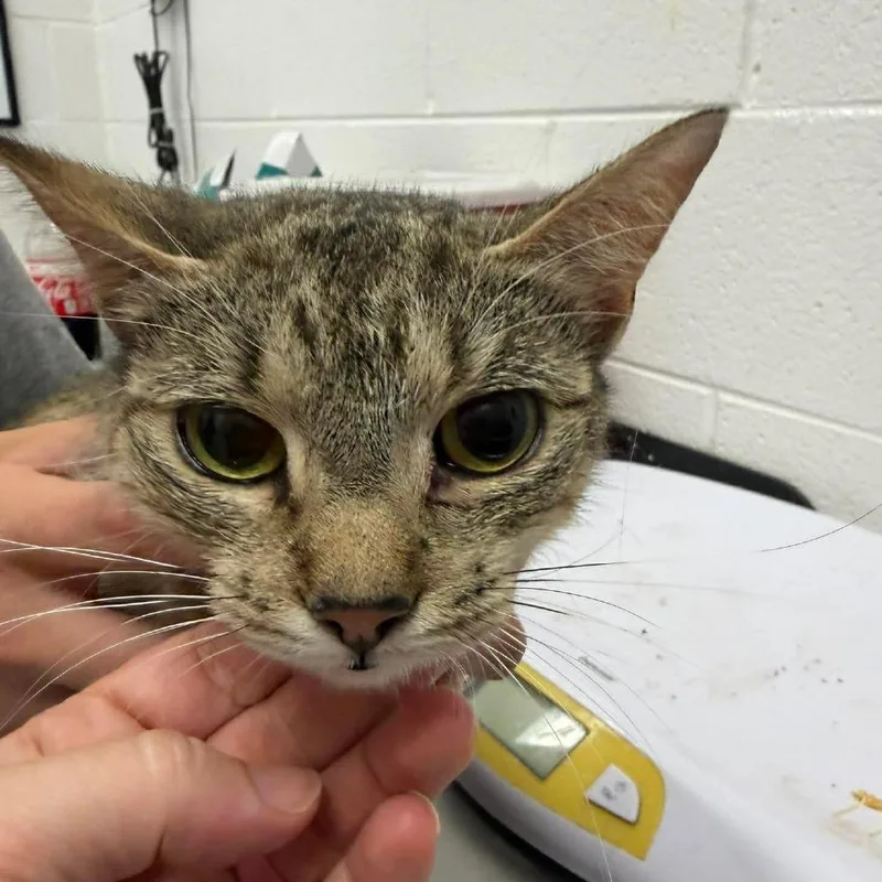 An adult medium-sized female Domestic Short Hair cat named Harley for adoption in Rocky Mount, VA