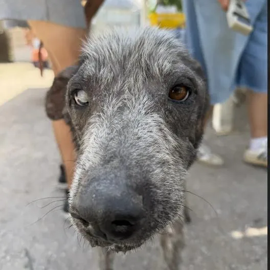 A young medium-sized male Mixed Breed dog named Juan for adoption in Austin, TX