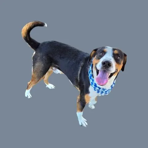 A young large-sized male Pit Bull Terrier dog named Fred for adoption in Bakersfield, CA