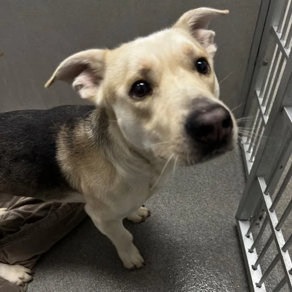 An adult small-sized male Shepherd dog named Scrappy for adoption in Des Moines, IA
