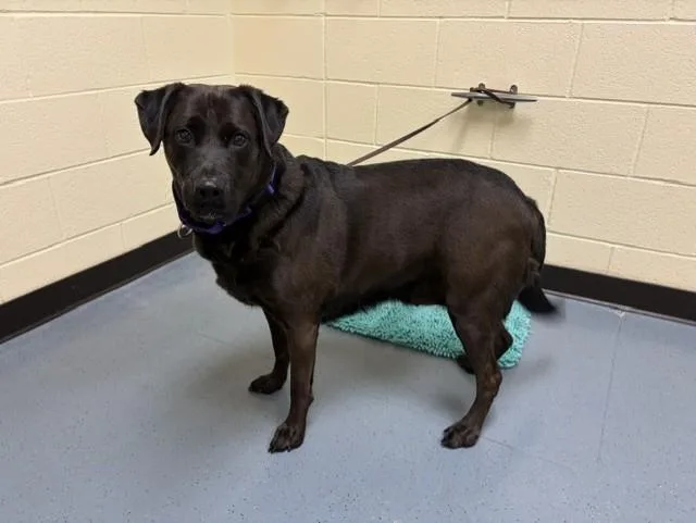 An adult large-sized female Labrador Retriever dog named Stormie for adoption in Denver, CO