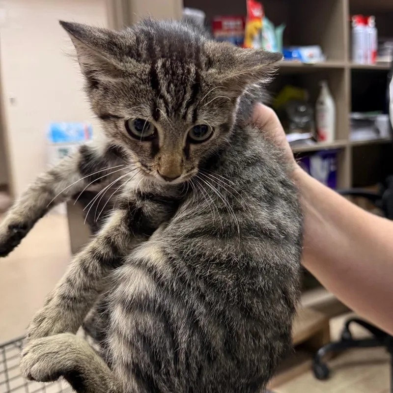 A baby small-sized male Brown / Chocolate Domestic Short Hair cat named Audi for adoption in Birmingham, AL