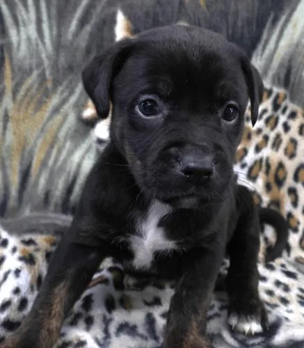 A baby large-sized male Labrador Retriever dog named Orris for adoption in Thief River Falls, MN