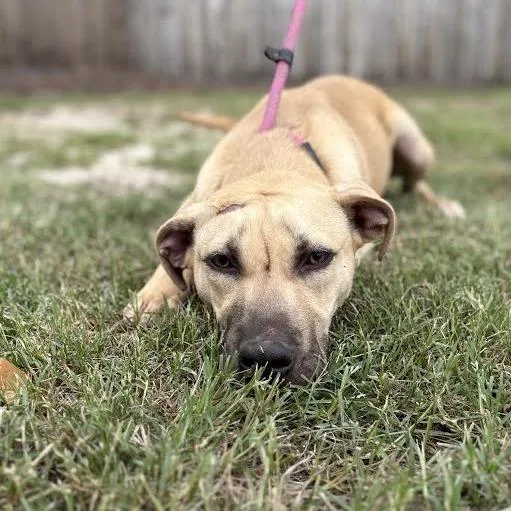 A young medium-sized male Yellow / Tan / Blond / Fawn Mixed Breed dog named Toast for adoption in Lexington, SC