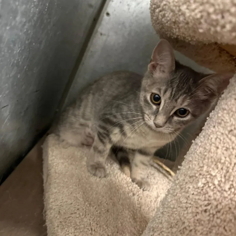A young small-sized female Domestic Short Hair cat named June for adoption in Port Aransas, TX