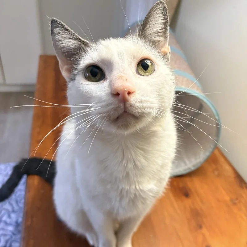An adult large-sized male White Domestic Short Hair cat named Professor Sheldon for adoption in Abingdon, MD