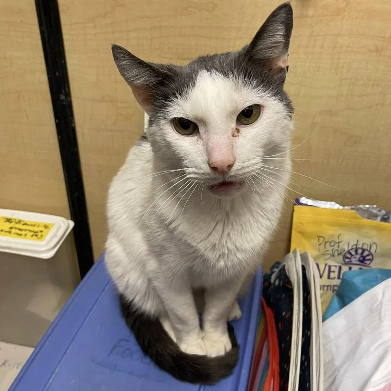 Professor Sheldon thumbnail 3