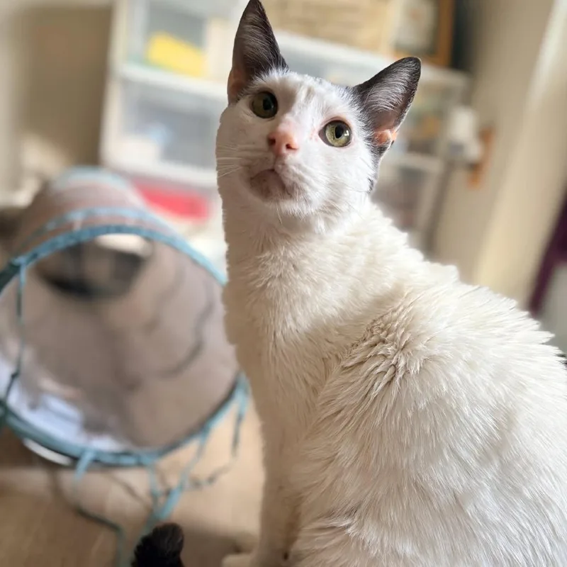 Professor Sheldon thumbnail 4