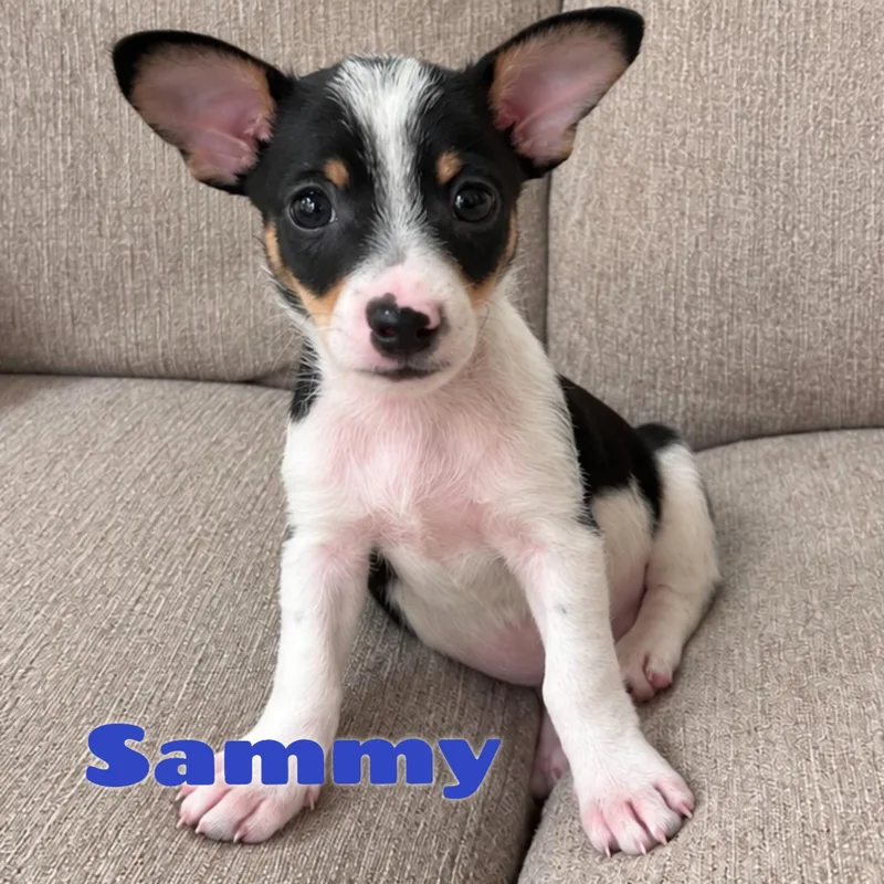 Sammy thumbnail 3