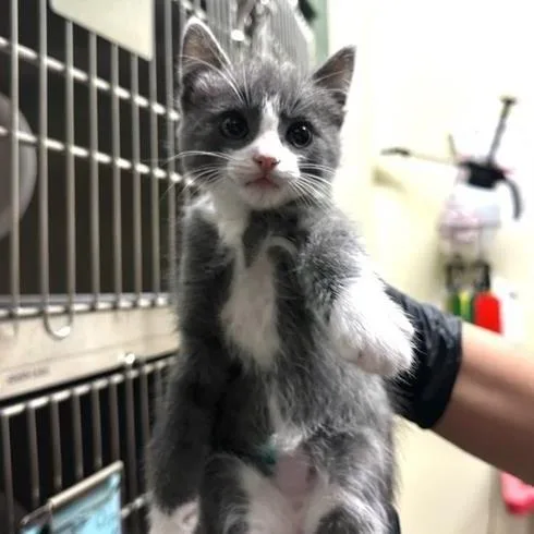 A baby small-sized male Gray / Blue / Silver Domestic Short Hair cat named Simon for adoption in Pasadena, CA