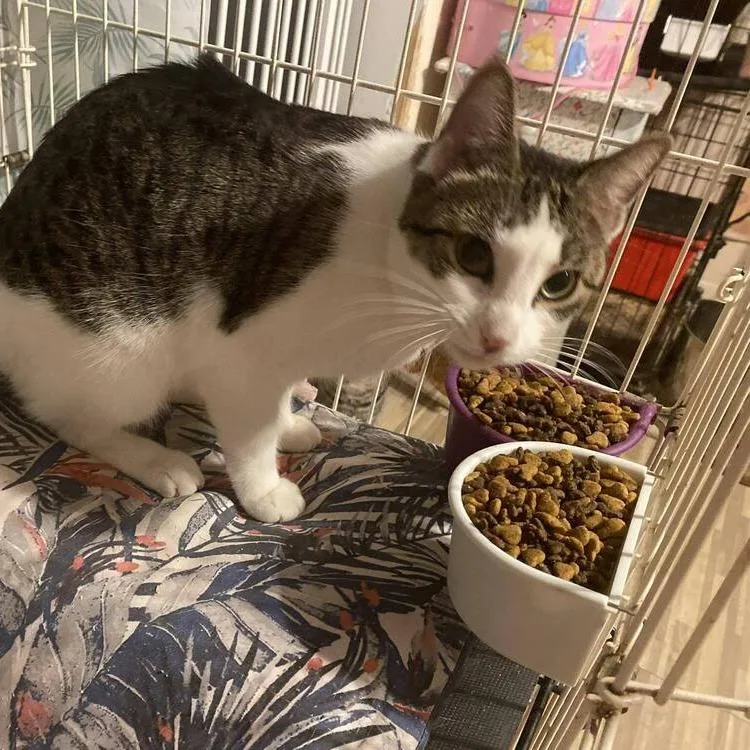 A young small-sized female Domestic Short Hair cat named Olivia for adoption in Long Island City, NY