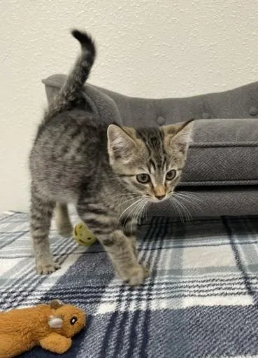 A baby medium-sized male Tabby (Brown / Chocolate) Domestic Short Hair cat named Meerkat for adoption in Red Wing, MN