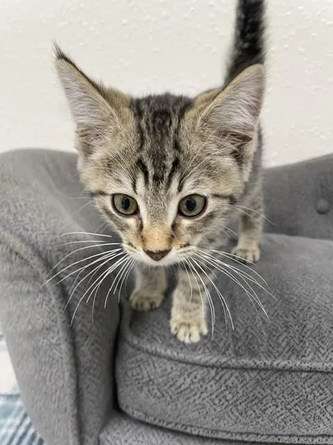 Meerkat thumbnail 2
