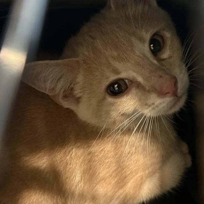 A baby small-sized male Buff / Tan / Fawn Domestic Short Hair cat named Tabasco for adoption in Louisville, KY