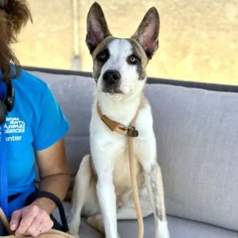 A young medium-sized male White / Cream Siberian Husky dog named Bluey for adoption in Pasadena, CA