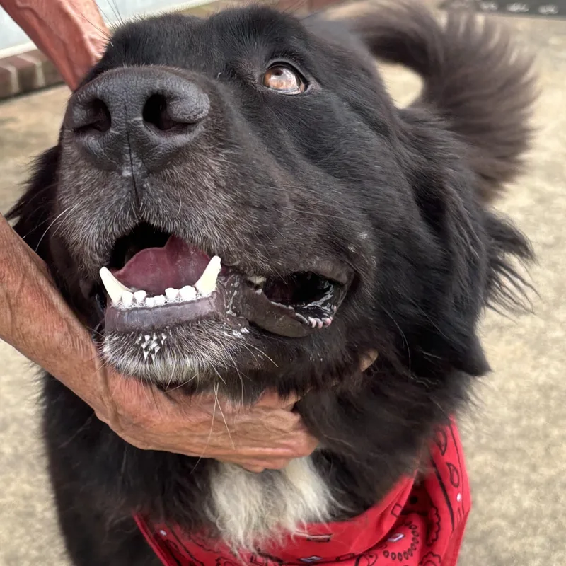 A young large-sized male Black Saint Bernard dog named Apollo for adoption in Point Clear, AL