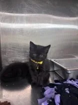 A young medium-sized male Black Domestic Short Hair cat named Daughtry for adoption in Harrisonville, MO