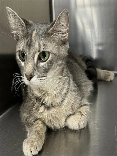 An adult medium-sized female Domestic Short Hair cat named Lulu for adoption in Upper Marlboro, MD
