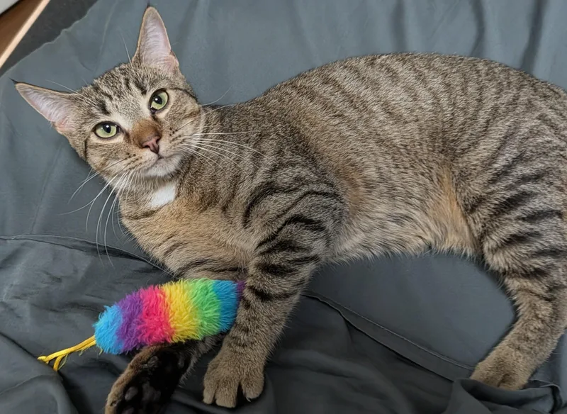 A young medium-sized female Tabby (Buff / Tan / Fawn) Domestic Short Hair cat named Zoe for adoption in Royal Oak, MI