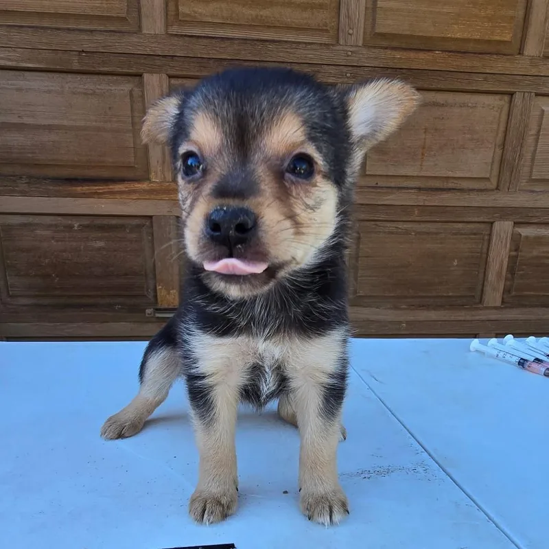 A baby small-sized female Pomeranian dog named Wednesday for adoption in Klamath Falls, OR