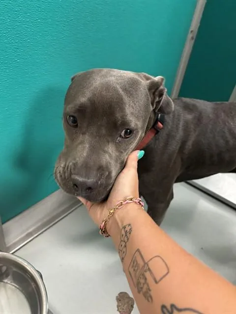 A young medium-sized female Pit Bull Terrier dog named A for adoption in Oklahoma City, OK