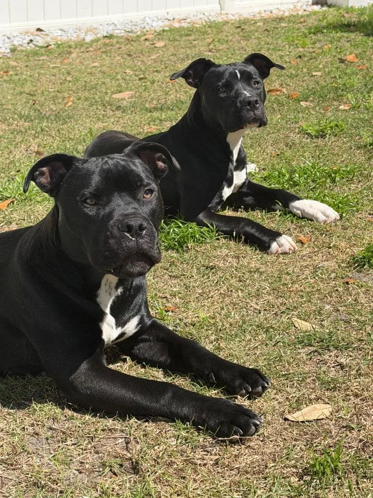 An adult medium-sized male American Bulldog dog named Magneto AKA Cash BONDED for adoption in Sanford, FL