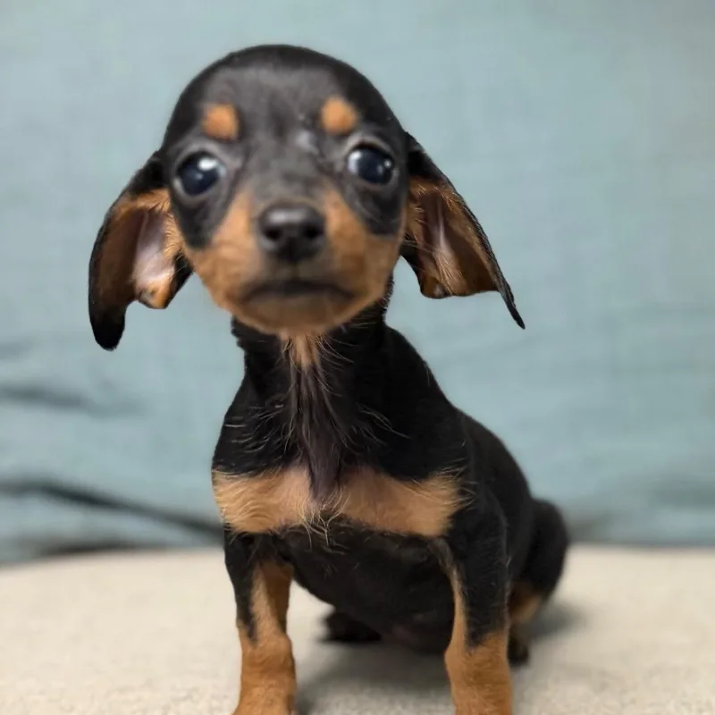 Kielbasa