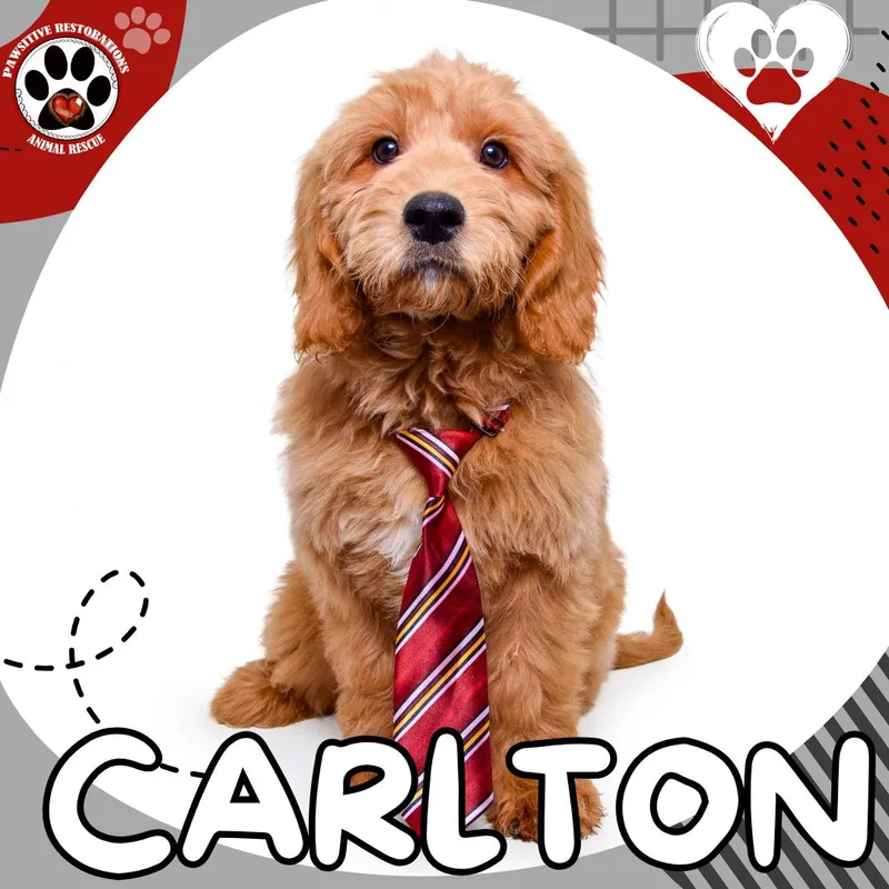 Carlton