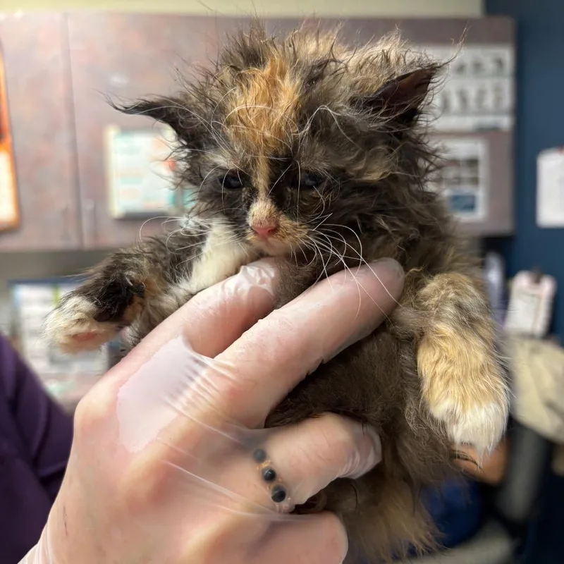 A baby small-sized female Calico Domestic Short Hair cat named Bloom for adoption in Newark, NJ
