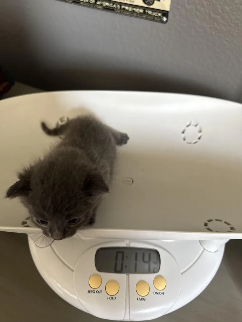A baby small-sized male Domestic Long Hair cat named Chewie for adoption in Dixon, CA
