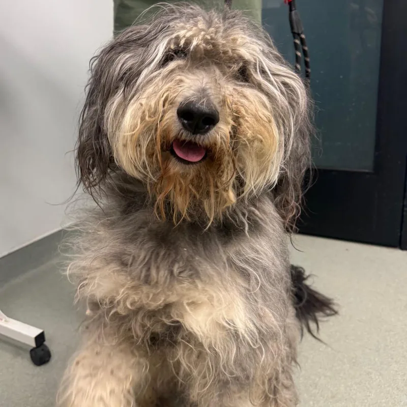 An adult medium-sized male Gray / Blue / Silver Old English Sheepdog dog named Sulley for adoption in Abilene, TX