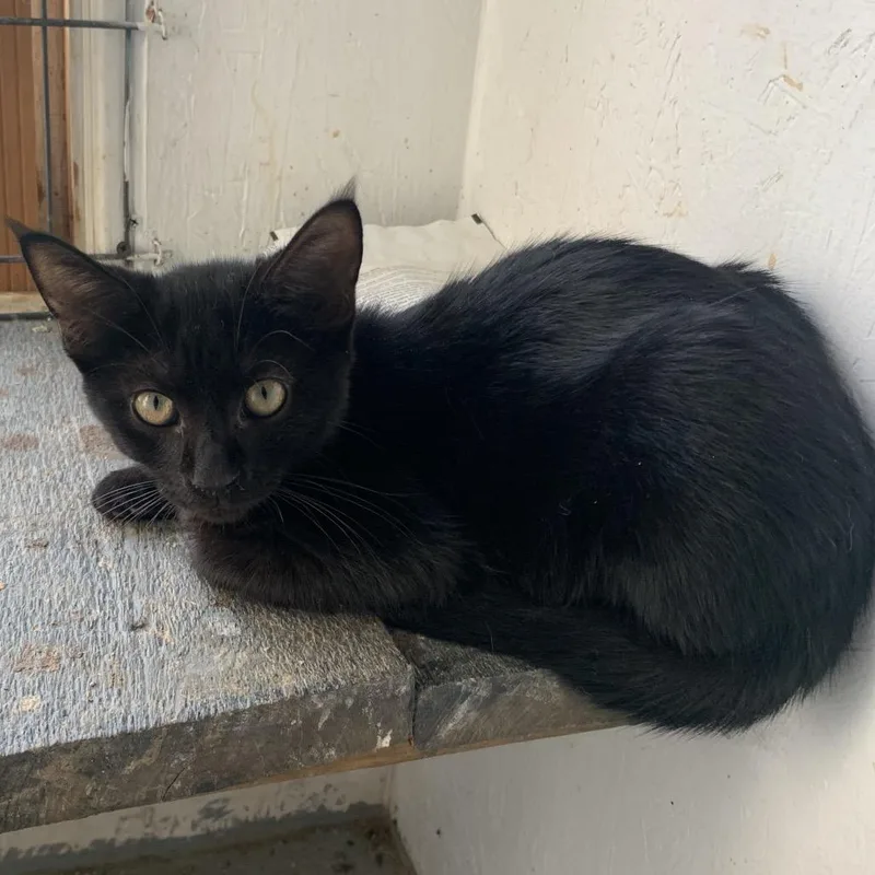 A baby small-sized female Black Domestic Short Hair cat named Wild Thing Estep for adoption in Woodstock, VA
