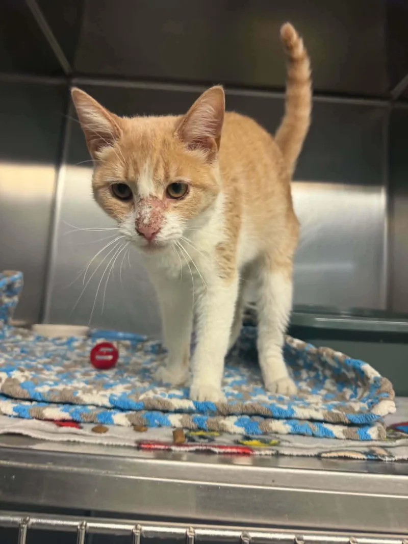 An adult medium-sized female Orange & White Domestic Short Hair cat named Kobe for adoption in Lock Haven, PA