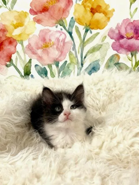 A baby small-sized female Tuxedo cat named Cheese for adoption in Tehachapi, CA