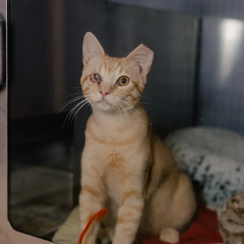 A young medium-sized male Orange / Red Domestic Short Hair cat named Neeko for adoption in Los Angeles, CA