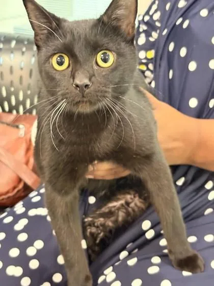 An adult medium-sized male Domestic Short Hair cat named Malcolm for adoption in Memphis, TN