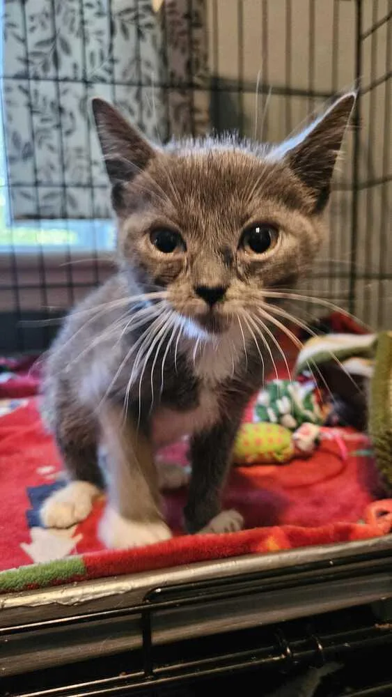A baby medium-sized female Gray & White Domestic Short Hair cat named Digiorno for adoption in North Brunswick, NJ