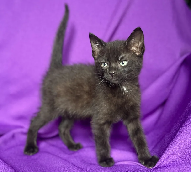 A baby medium-sized female Domestic Short Hair cat named Sadie for adoption in Rowland Heights, CA