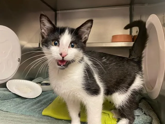 A baby small-sized male Domestic Short Hair cat named Terry for adoption in Fort Wayne, IN