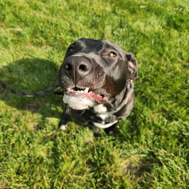 An adult large-sized female Black Labrador Retriever dog named Nala for adoption in Fort Wayne, IN