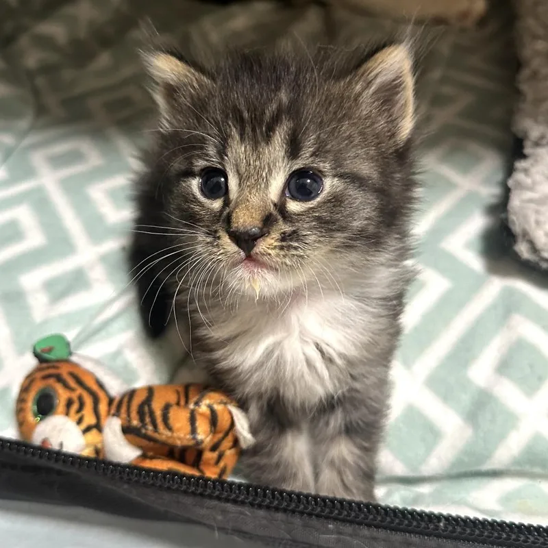 A baby small-sized male Gray / Blue / Silver Domestic Long Hair cat named Indigo for adoption in Long Beach, CA