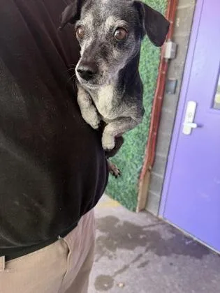An adult small-sized female Gray / Blue / Silver Chihuahua dog named 61805218 for adoption in El Paso, TX