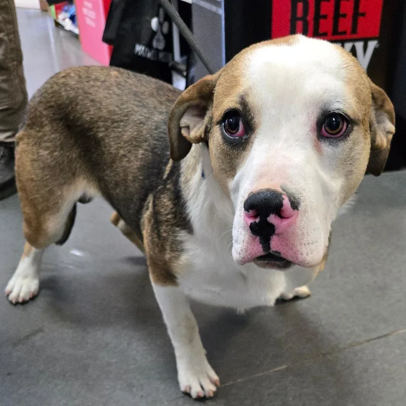 A young medium-sized male Brown / Chocolate Pit Bull Terrier dog named Basil for adoption in Idaho Falls, ID
