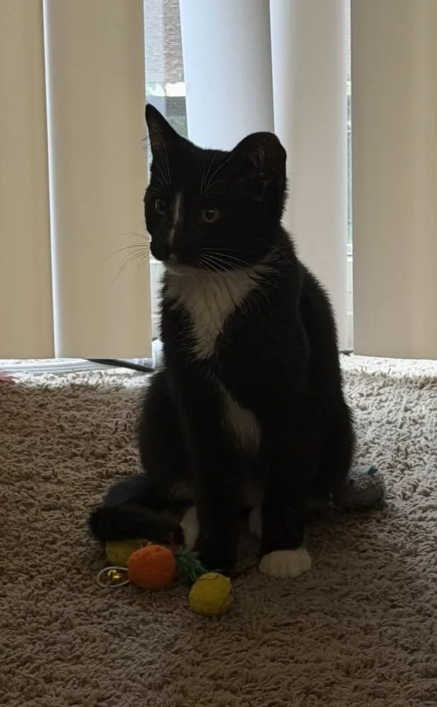 A baby small-sized male Black & White / Tuxedo Domestic Short Hair cat named Jasper for adoption in Albuquerque, NM