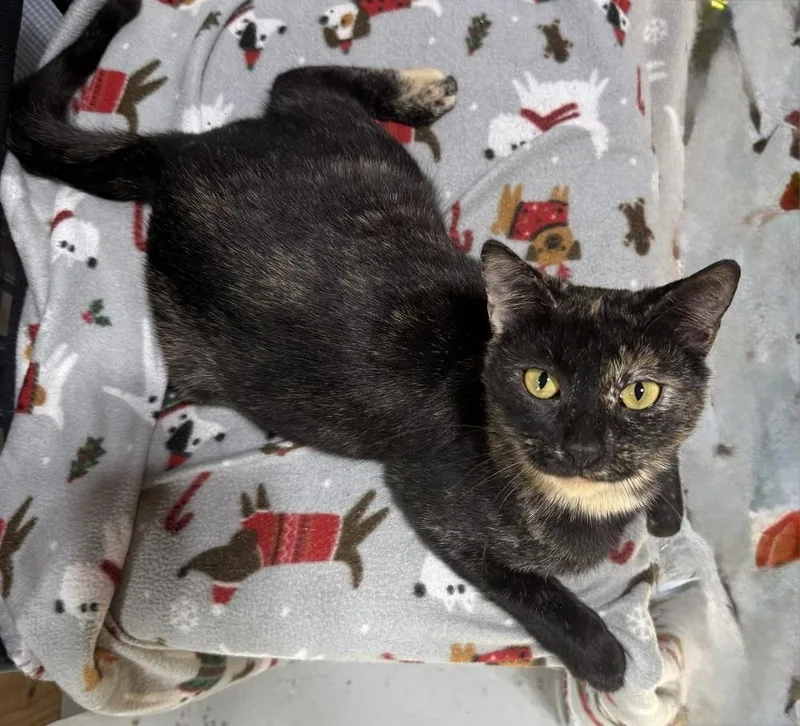 Georgie Girl thumbnail 2