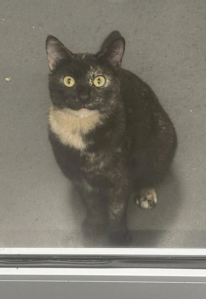 Georgie Girl thumbnail 3