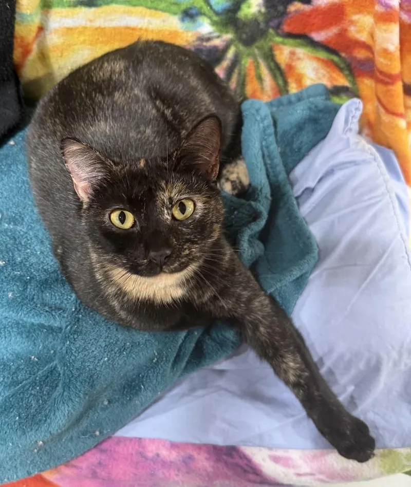 Georgie Girl thumbnail 4