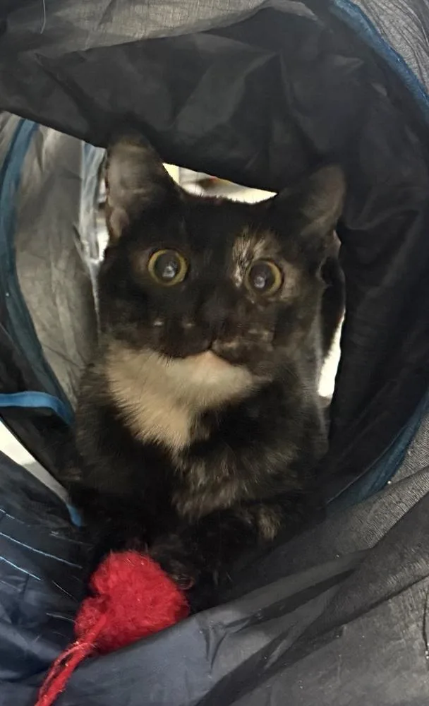 Georgie Girl thumbnail 5